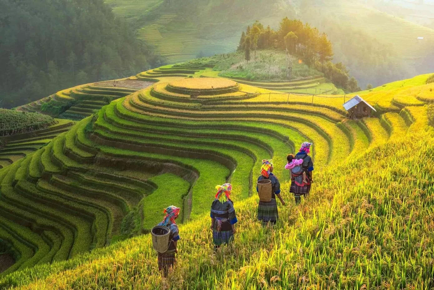 VIETNAM FARMING TOUR